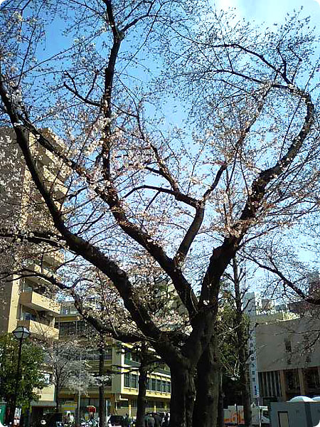 060327sakura.jpg